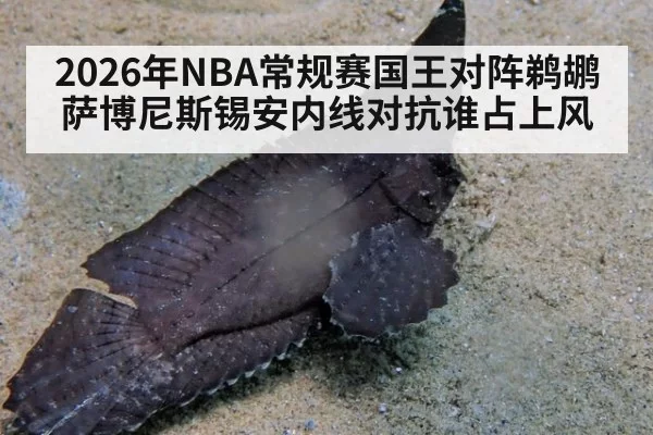 2026年NBA常规赛国王对阵鹈鹕萨博尼斯锡安内线对抗谁占上风